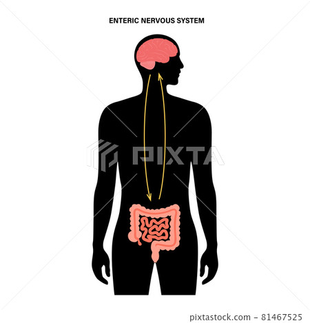 Gut brain connection Gut brain connection 81467525