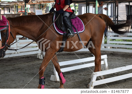 孩子們享受騎馬 孩子們享受騎馬 81467877