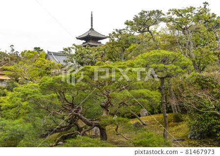View of the five-storied pagoda from Ninna-ji Temple, the head temple of spring View of the five-storied pagoda from Ninna-ji Temple, the head temple of spring 81467973