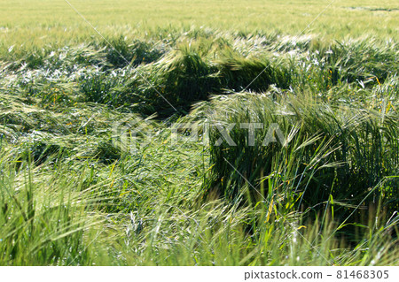 Stalks of barley damaged by a storm 81468305