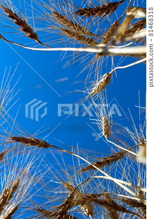 View looking up at a blue sky through barley heads View looking up at a blue sky through barley heads 81468318