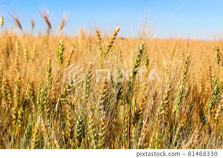 Side view of barley heads against a blue sky 81468330