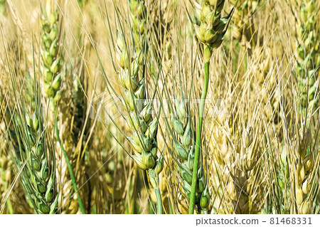 Macro view of green and pale yellow barley heads 81468331