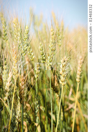 A vertical view of ripening barely heads A vertical view of ripening barely heads 81468332