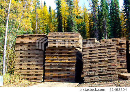 Piles of swamp mats used to build temporary roads 81468804