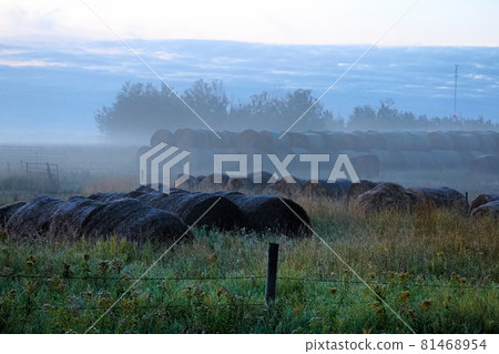 Stacked hay bales with morning mist around them 81468954