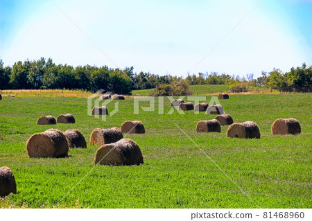A field of alfalfa growing with hay bales in it 81468960