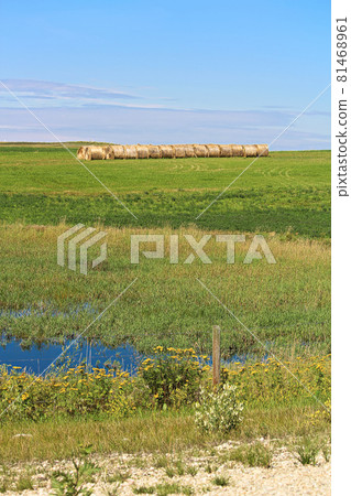 A row of hay bales gathered in a field 81468961