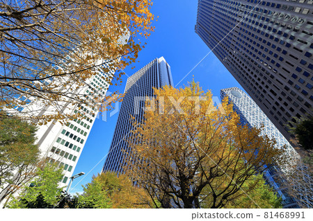Cityscape of Nishi-Shinjuku, Tokyo Skyscrapers and autumn leaves Cityscape of Nishi-Shinjuku, Tokyo Skyscrapers and autumn leaves 81468991