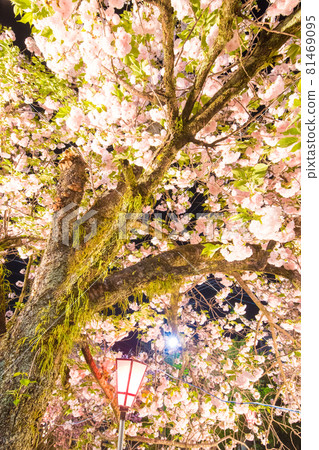 Button cherry blossom light up Button cherry blossom light up 81469095