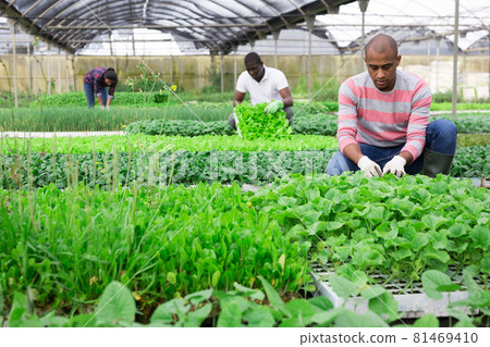 Latino man checking seedlings in garden center 81469410