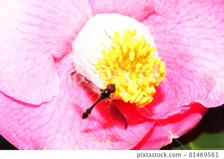 Black-and-white sobo soar 81469561