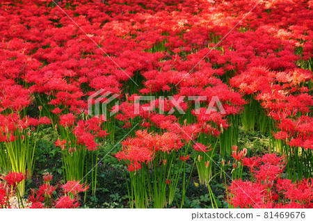 Cluster amaryllis autumn image 81469676