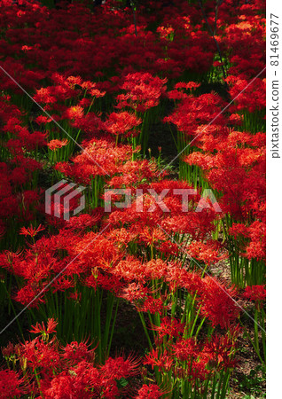 Cluster amaryllis autumn image 81469677