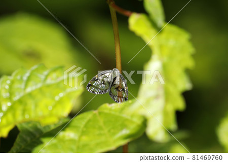 Scuba Hagoromo Scuba Hagoromo 81469760