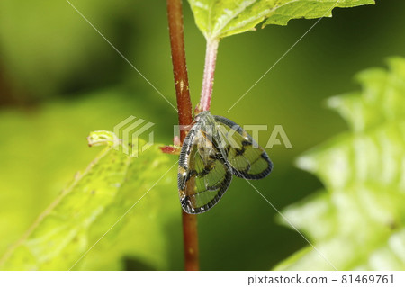 Scuba Hagoromo Scuba Hagoromo 81469761