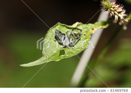 Scuba Hagoromo Scuba Hagoromo 81469769