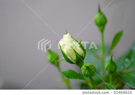 摩納哥王子花蕾 摩納哥王子花蕾 81469828