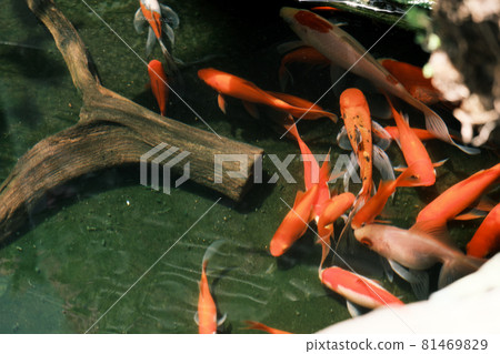 橙色金魚聚集 橙色金魚聚集 81469829