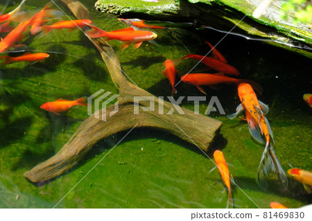 許多金魚優雅地游泳的風景 許多金魚優雅地游泳的風景 81469830