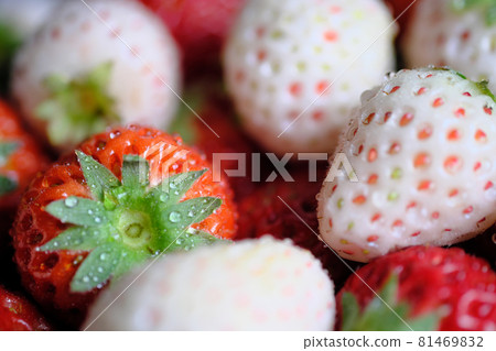 Full of red and white strawberries Full of red and white strawberries 81469832