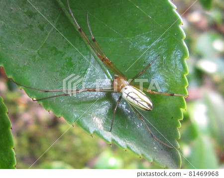 C7940 --Leucauge C7940 --Leucauge 81469968