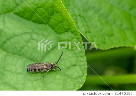 Oumon Bunchi Oumon Bunchi 81470195