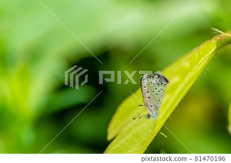 大和Shizimi 大和Shizimi 81470196