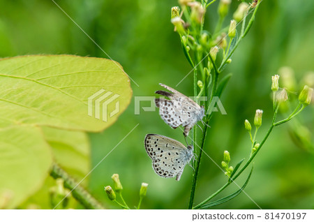 大和Shizimi 大和Shizimi 81470197