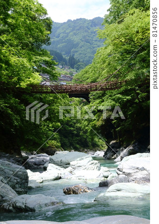 Kazura Bridge in Iya, fresh green 81470856