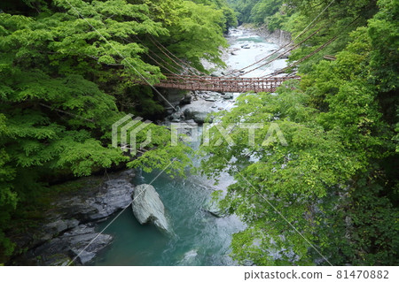 Kazura Bridge in Iya, fresh green Kazura Bridge in Iya, fresh green 81470882