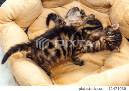 Two bengal charcoal kittens laying on the pillow 81471086
