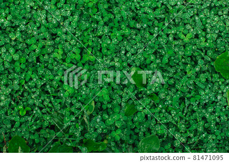 Green natural grass clover with rain drops. 81471095