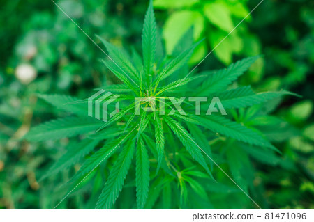 Saturated leaves on marijuana bushes. Top view 81471096