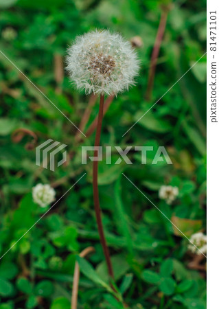 Air dandelions on a field of dandelions. 81471101