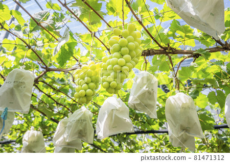 Shine Muscat grape hunting grapes Shine Muscat grape hunting grapes 81471312