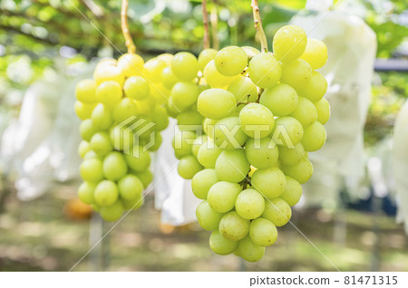 Shine Muscat grape hunting grapes Shine Muscat grape hunting grapes 81471315