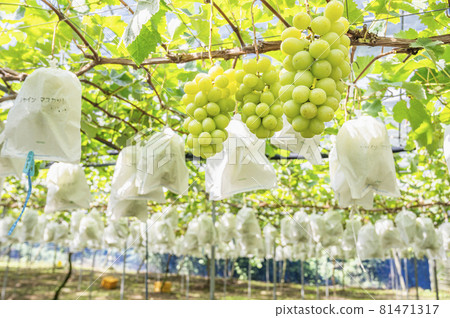 Shine Muscat grape hunting grapes 81471317