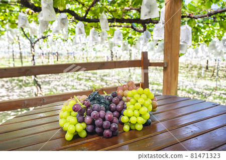 Shine Muscat grapes grapes 81471323