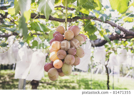 Grape picking grapes 81471355
