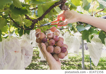 Grape picking grapes 81471356