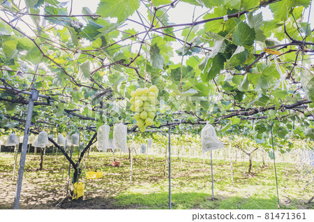 Shine Muscat grape hunting grapes Shine Muscat grape hunting grapes 81471361