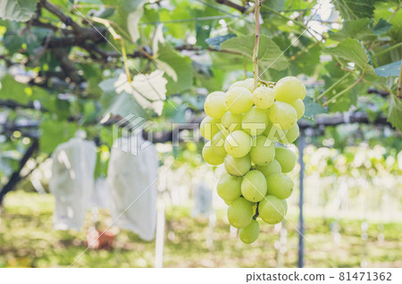Shine Muscat grape hunting grapes 81471362