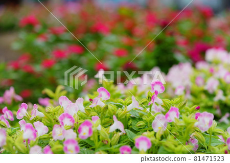 華麗的torenia花壇12 華麗的torenia花壇12 81471523
