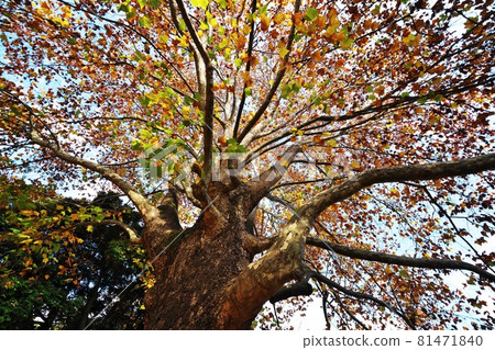 Vivid autumn leaves of huge broad-leaved trees Platanus (American sycamore) Vivid autumn leaves of huge broad-leaved trees Platanus (American sycamore) 81471840