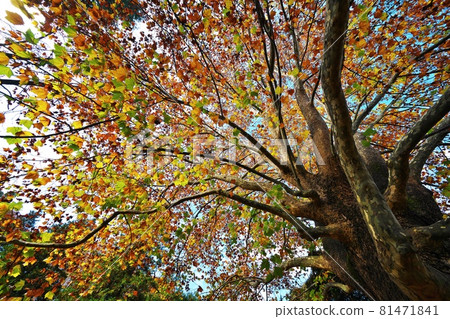 Vivid autumn leaves of huge broad-leaved trees Platanus (American sycamore) Vivid autumn leaves of huge broad-leaved trees Platanus (American sycamore) 81471841