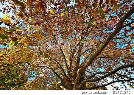 Colorful autumn leaves of a large American sycamore Colorful autumn leaves of a large American sycamore 81471842