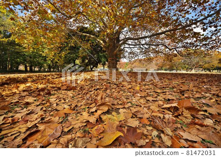 Autumn leaves and fallen leaves of sycamore (American sycamore) 81472031