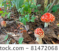 Amanita or toadstool in the autumn fores 81472068