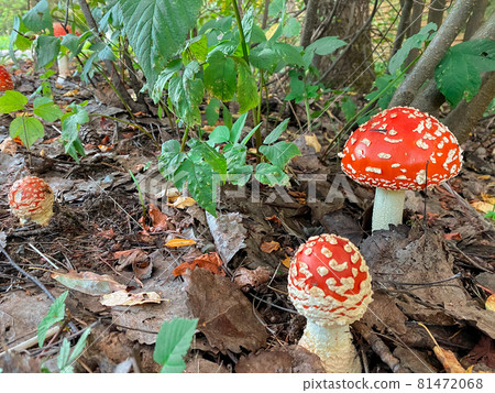 Amanita or toadstool in the autumn fores 81472068